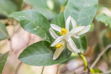 limon ağacı çiçekleri ve yaprakları