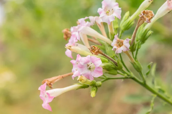 Nicotiana tabacum w ogrodzie — Zdjęcie stockowe