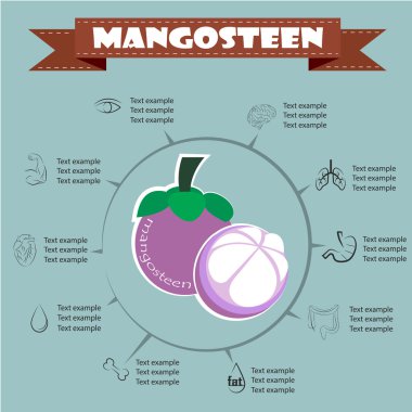 Mangosteen Infographics, meyve. vektör çizim