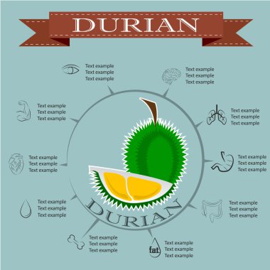 Durian Infographics, meyve. vektör çizim