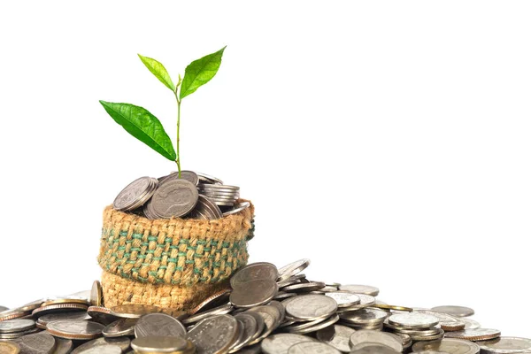 Conceito Dinheiro Planta Verde Crescendo Partir Das Moedas Fundo Branco — Fotografia de Stock