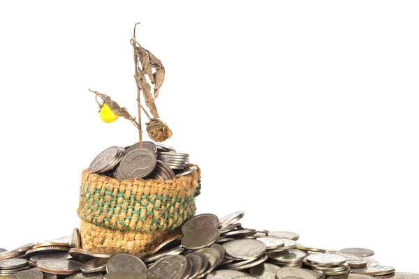 Geldkonzept Getrocknete Pflanze Auf Münzen Isoliert Auf Weißem Hintergrund — Stockfoto
