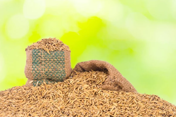 Gouden Padie Rijst Groen Licht Bokeh Natuur Achtergrond — Stockfoto