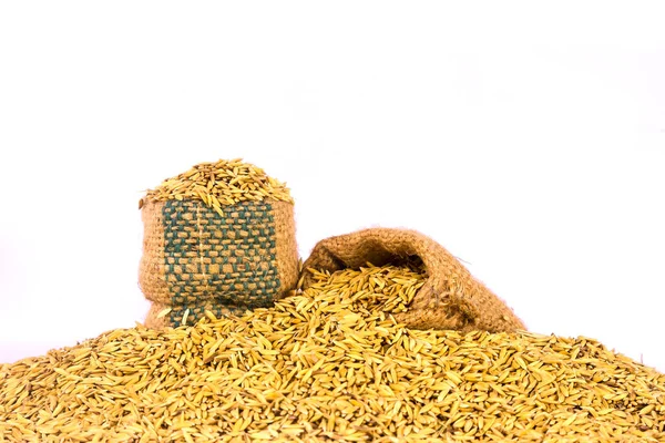 Χρυσό Ρύζι Paddy Λευκό Φόντο — Φωτογραφία Αρχείου
