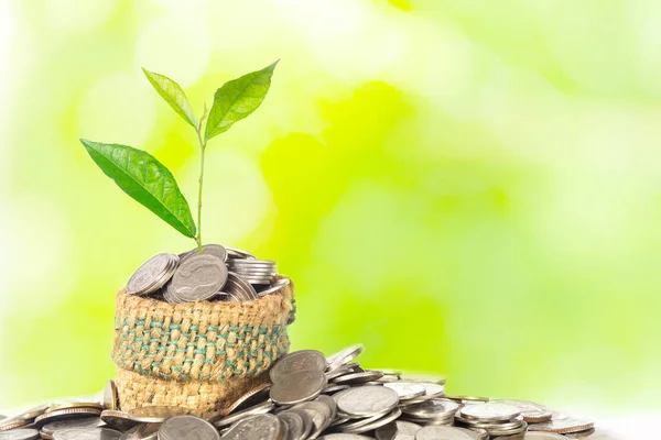 Money Concept Green Plant Growing Coins Green Background — Stock Photo, Image