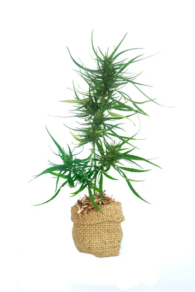Καλλιέργεια Μαριχουάνας Γλάστρα Φυτό Ένα Σακί Άχυρο Κάνναβη Ιατρική Θάμνος — Φωτογραφία Αρχείου