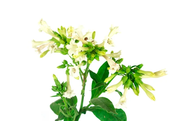 Flowers Tobacco Isolated White Background — Stock Photo, Image