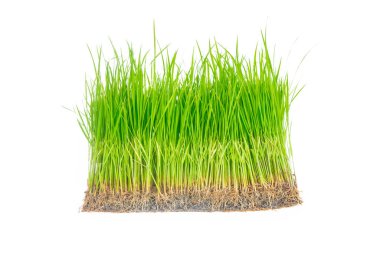 Seedlings Rice plant on white background.