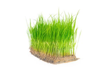 Seedlings Rice plant on white background.