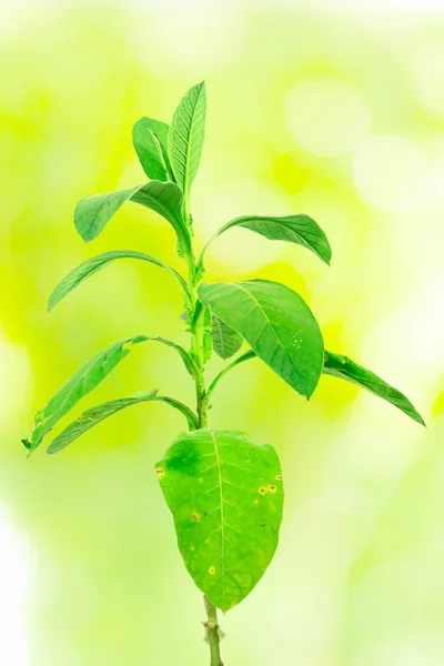 Свежий Зеленый Табак Растение Изолированы Зеленом Свете Bokeh Природный Фон — стоковое фото