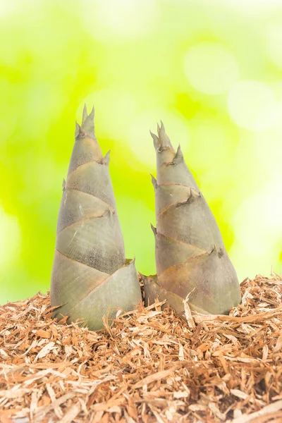 Bamboo Shoots Green Light Bokeh Nature Background — ストック写真