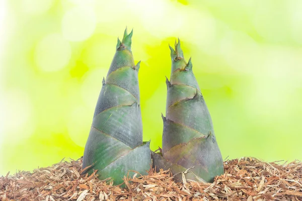 Bamboo Shoots Green Light Bokeh Nature Background — ストック写真