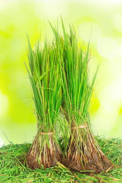 Seedlings Rice Plant Isolated Green Light Bokeh Nature Background — Stock Photo, Image