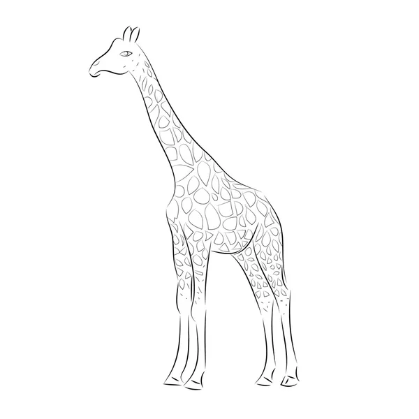 Giraffe Векторні ілюстрації — стоковий вектор