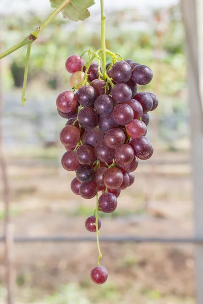 Red grapes in the vineyard with boke — Stock Photo, Image