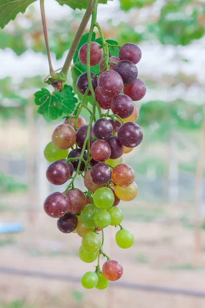 Red grapes in the vineyard with boke — Stock Photo, Image