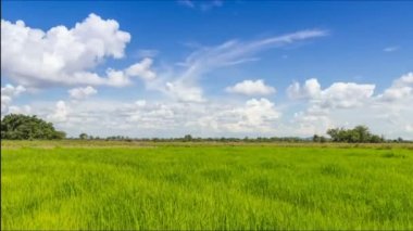 Yeşil teraslı pirinç alanında chiangrai, Tayland