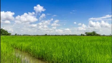 Yeşil teraslı pirinç alanında chiangrai, Tayland