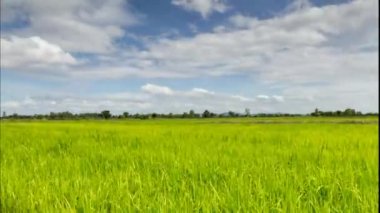 Yeşil teraslı pirinç alanında chiangrai, Tayland