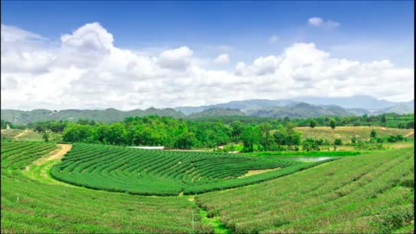 Plantación de té en Tailandia — Vídeo de stock