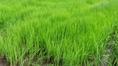 Pirinç tarlasında yetişmeye hazır taze pirinç filizi manzarası