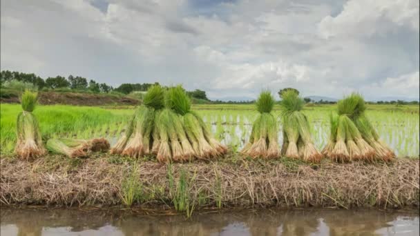 Vedere a germenilor de orez tineri gata să crească în câmpul de orez — Videoclip de stoc