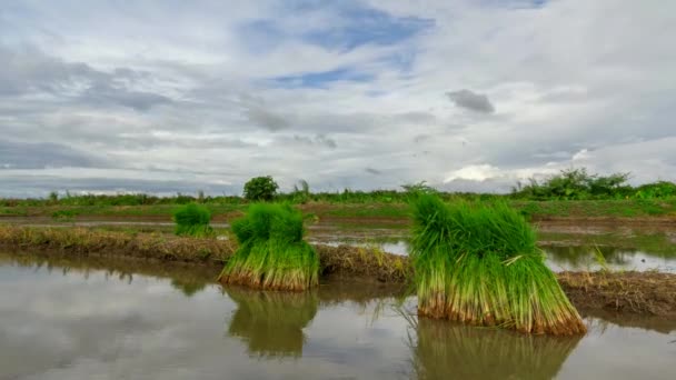 Vista do broto de arroz jovem pronto para crescer no campo de arroz — Vídeo de Stock