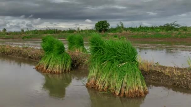 Blick auf junge Reispflanzen, die bereit sind, im Reisfeld zu wachsen — Stockvideo