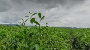 çay plantasyon Tayland