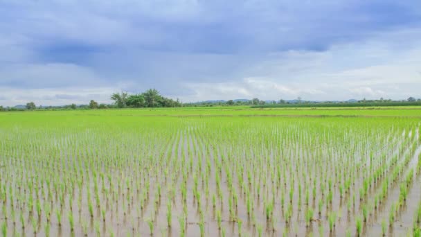 Vue des jeunes pousses de riz prêtes à pousser dans la rizière