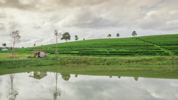 plantation de thé en Thaïlande 