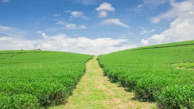 çay plantasyon Tayland.