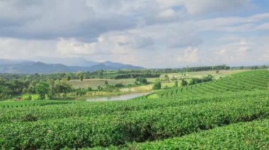 çay plantasyon Tayland.
