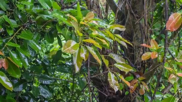 Gotas de água cascata de folhas verdes durante a chuva forte — Vídeo de Stock