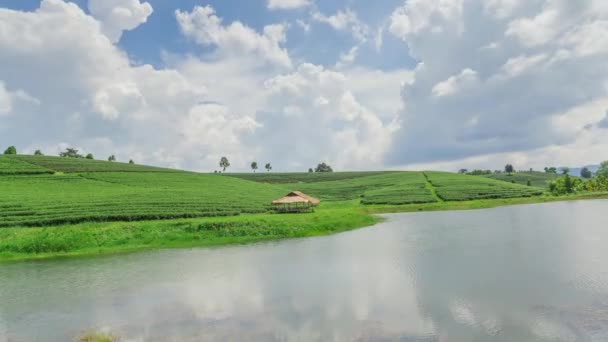 Чайная плантация в Таиланде . — стоковое видео