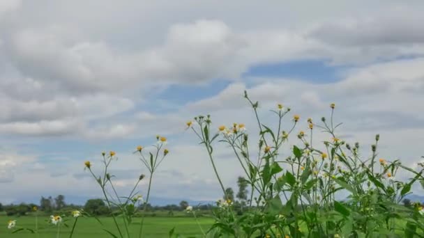 Květiny na pozadí modré oblohy. — Stock video