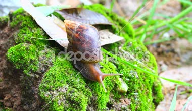 toprak üzerinde sürünerek salyangoz