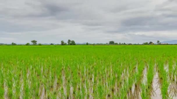 Utsikt över Ungt ris groddar redo att odlas i risfältet — Stockvideo