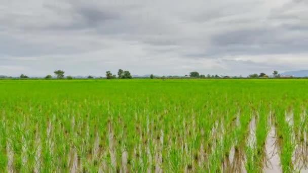 Zicht op Jonge rijstspruit klaar om te groeien in het rijstveld — Stockvideo