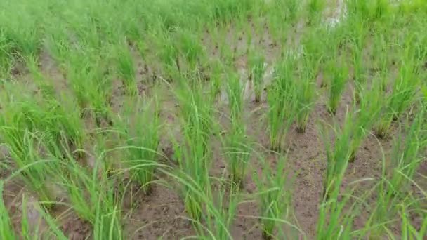 A rizsföldeken termesztésre kész fiatal rizscsírák látványa — Stock videók