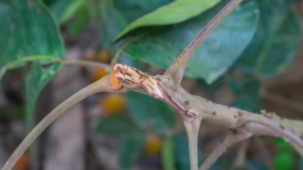 Ant on branches — Stock Video