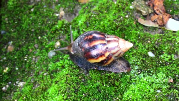 Caracol arrastrándose por el suelo — Vídeo de stock