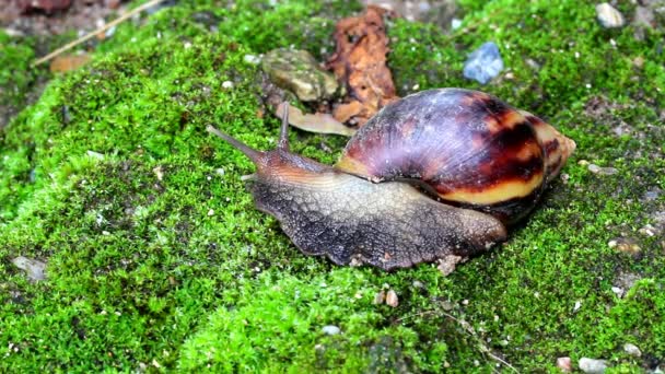 Schnecke kriecht auf Boden — Stockvideo