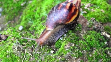 toprak üzerinde sürünerek salyangoz