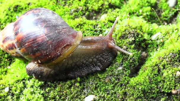 Snail crawling on soil — Stock Video