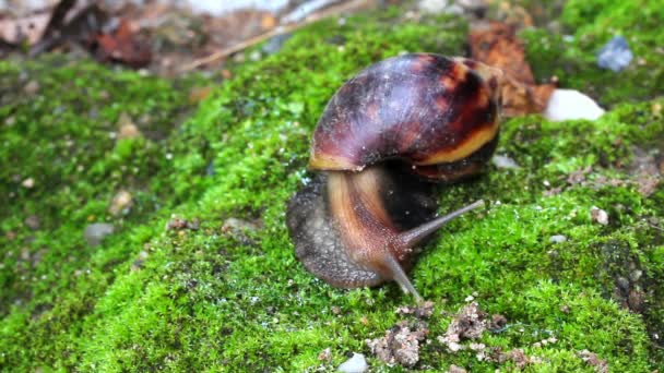 escargot rampant sur le sol 