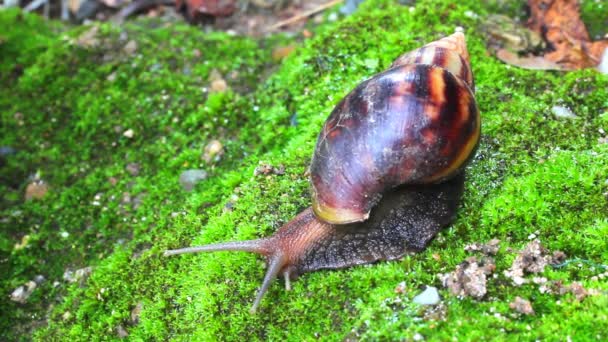 escargot rampant sur le sol 