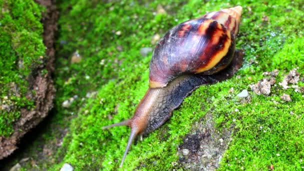 escargot rampant sur le sol 