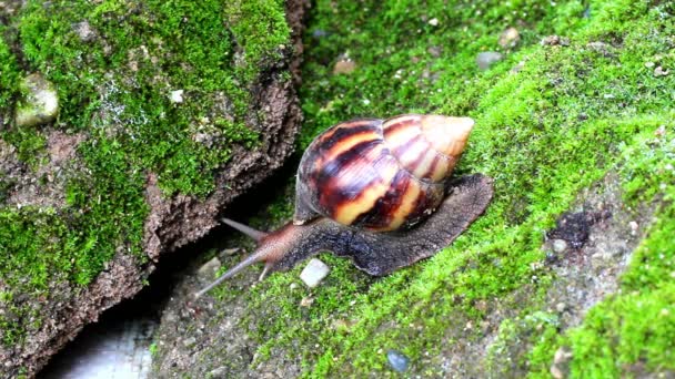 蜗牛爬行，在土壤上 — 图库视频影像