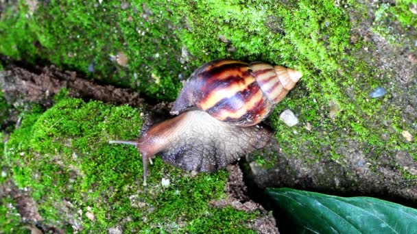 escargot rampant sur le sol 